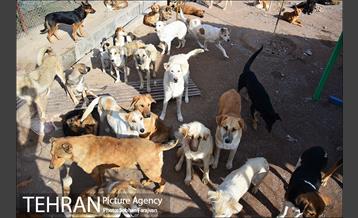 مرکز نگهداری سگ های بدون صاحب  9