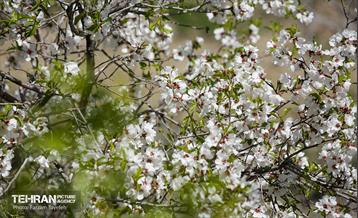 و اینک بهار 6