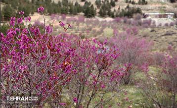 بهار ارغوانی 8