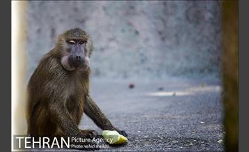 باغ وحش ارم 7