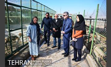 رهاسازی 150 قلاده سگ بدون صاحب  3