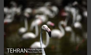 باغ پرندگان 43