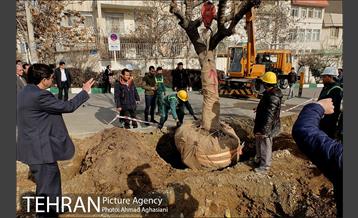 تلاش ویژه شهرداری برای نجات زندگی حدود یکصد درخت اتوبان نیایش 15