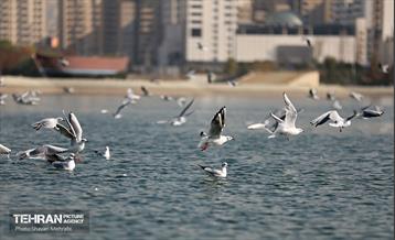 کوچ پرندگان مهاجر به دریاچه شهدای خلیج‌فارس 38