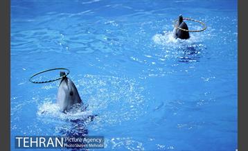 دلفیناریوم برج میلاد 12