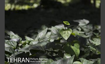 بوستان شفق‎ 11