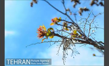 طبیعت بهاری بوستان سرخه حصار‎ 16