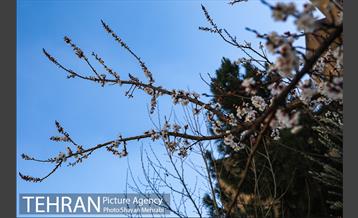 بهار در تهران 15