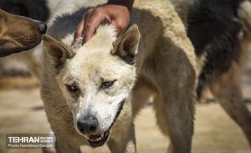 مهربانی با سگ های بدون صاحب 35