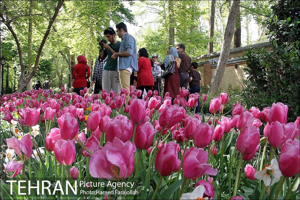 لاله های بهاری بوستان مختاری 12