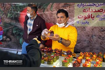 جشنواره انار «صد دانه یاقوت» 17