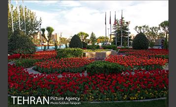 رویش گل های لاله در بوستان گفتگو 3