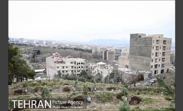 آیین غرس پنچ هزار اصله نهال در اراضی جنگل لویزان 10