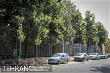 پارک خودرو‌ بین درختان چنار 4