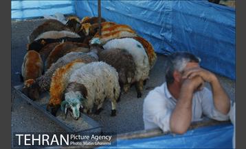 بازدید اصحاب رسانه از مراکز عرضه بهداشتی دام  18