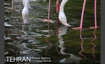 باغ پرندگان تهران 59