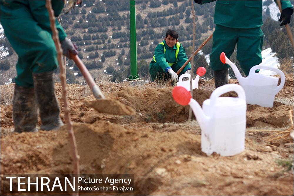 کاشت ۱۰۰ هزار اصله نهال در پارک جنگلی تلو 15