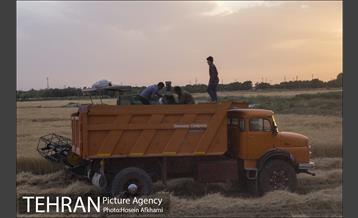 برداشت گندم در مزارع جنوب تهران‎ 14