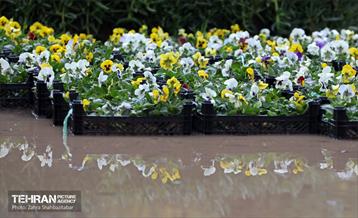 بارش باران پاییزی در تهران 10