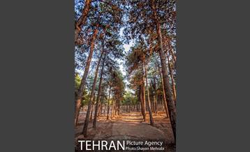 بوستان جنگلی چیتگر 31