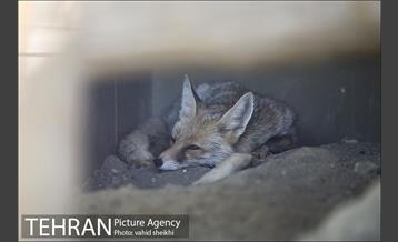 باغ وحش ارم 14