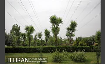 بوستان آزادگان 49