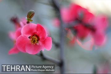 شکوفه های بهاری در پایتخت 16