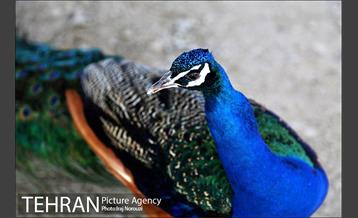 فصل بهار در بوستان های منطقه 4 7