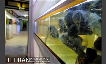 آکواریوم پارک شهر 18