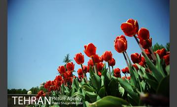 رویش گل های لاله در بوستان گفتگو 18