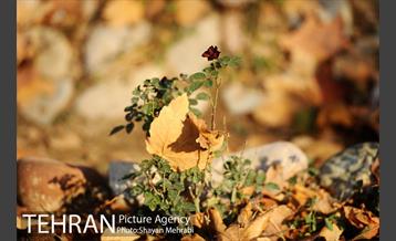 پاییز باغ ایرانی 12