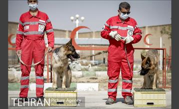 سگ های آنست 6