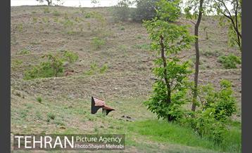 پارک جنگلی لویزان‎ 10