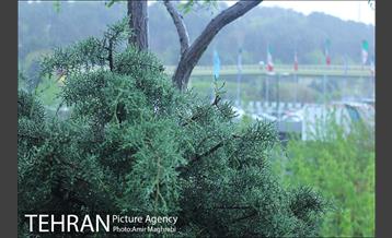 عصر بارانی تهران 3