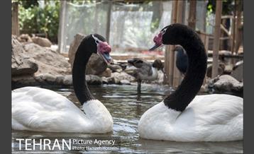 باغ پرندگان تهران 11