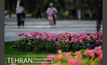 رویش گل های لاله در پارک شهر 25