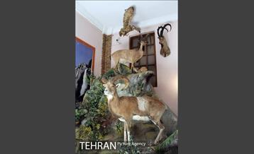 موزه آثار طبیعی و حیات وحش هفت چنار 5