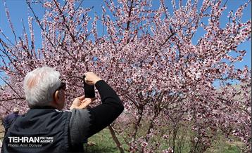 شکوفه‌های بهاری در بوستان سمن‌ها 5