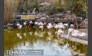 باغ پرندگان 21