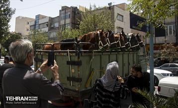 ورود نمادین کاروان امام حسین‌(ع) به کربلا 40