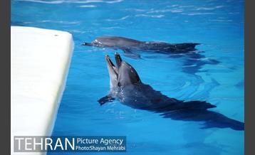 حضور خانواده هاى کارکنان شهردارى تهران در دلفیناریوم برج میلاد به همراه شهردار تهران 7