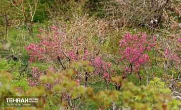 هوای بهاری منطقه 22 29