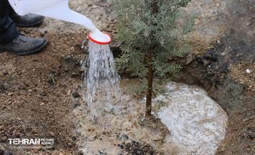 آغاز کاشت ۲۵ هزار اصله نهال غیرمثمر در بوستان چیتگر 11