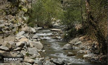 دومین جشنواره شکوفه‌های گیلاس 8