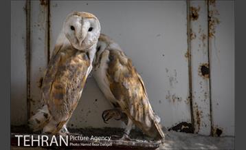 باغ پرندگان فاز دوم 15