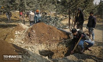 جابجایی اصولی 106 اصله درخت در منطقه 5 شهرداری 17