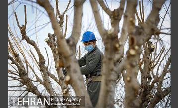 آغاز فصل هرس درختان- 3