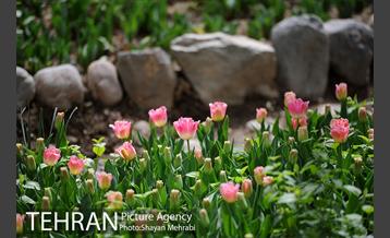 رویش گل های لاله در باغ ایرانی 34