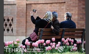 رویش گل های لاله در باغ ایرانی 50