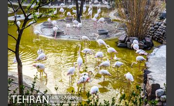 باغ پرندگان 20